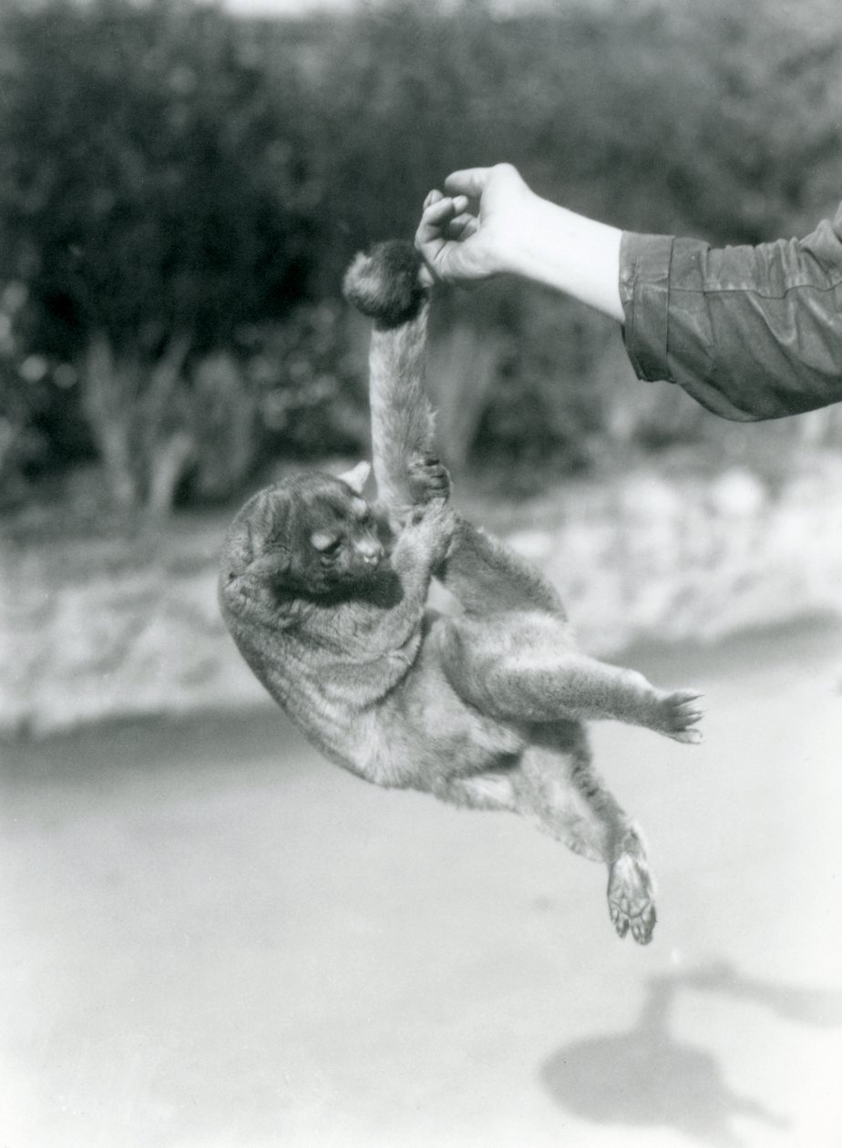 Un kinkajou sospeso dal dito di un custode per la sua coda prensile, Zoo di Londra, settembre 1925 da Frederick William Bond