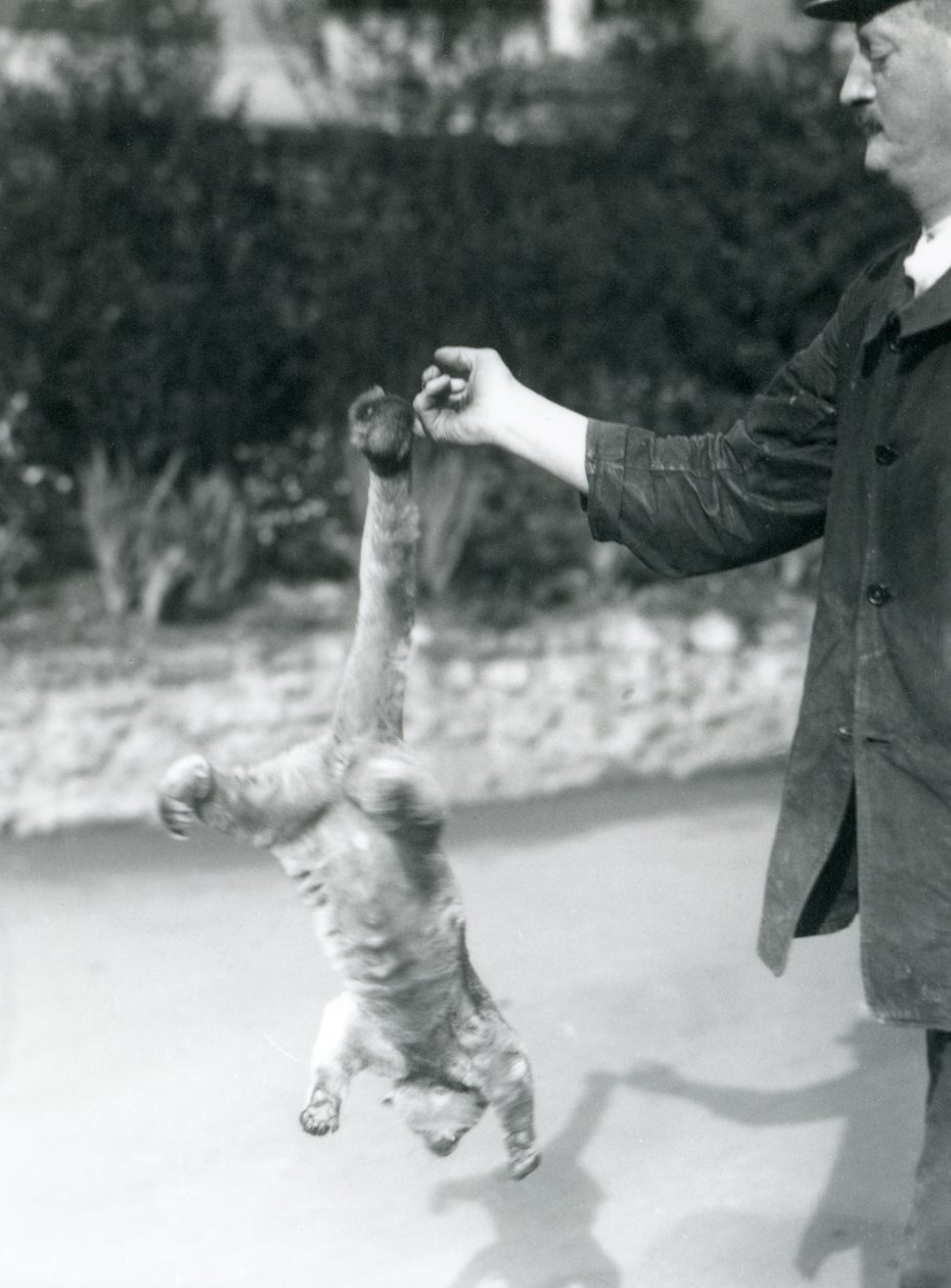 Un kinkajou sospeso a testa in giù dal dito di un custode, Zoo di Londra, settembre 1925 da Frederick William Bond