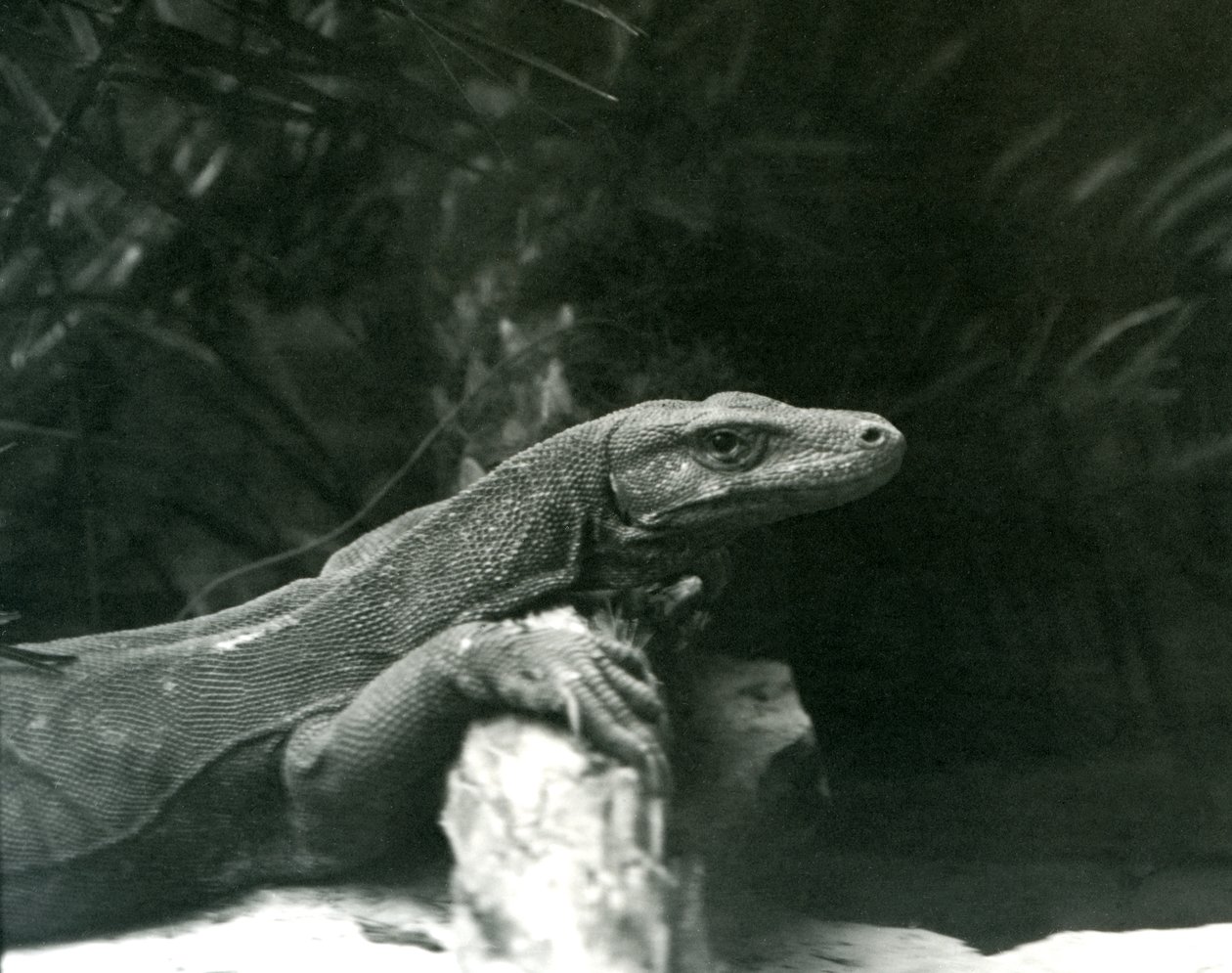 Un drago di Komodo che riposa con il collo e le zampe anteriori contro un tronco allo Zoo di Londra, giugno 1927 da Frederick William Bond