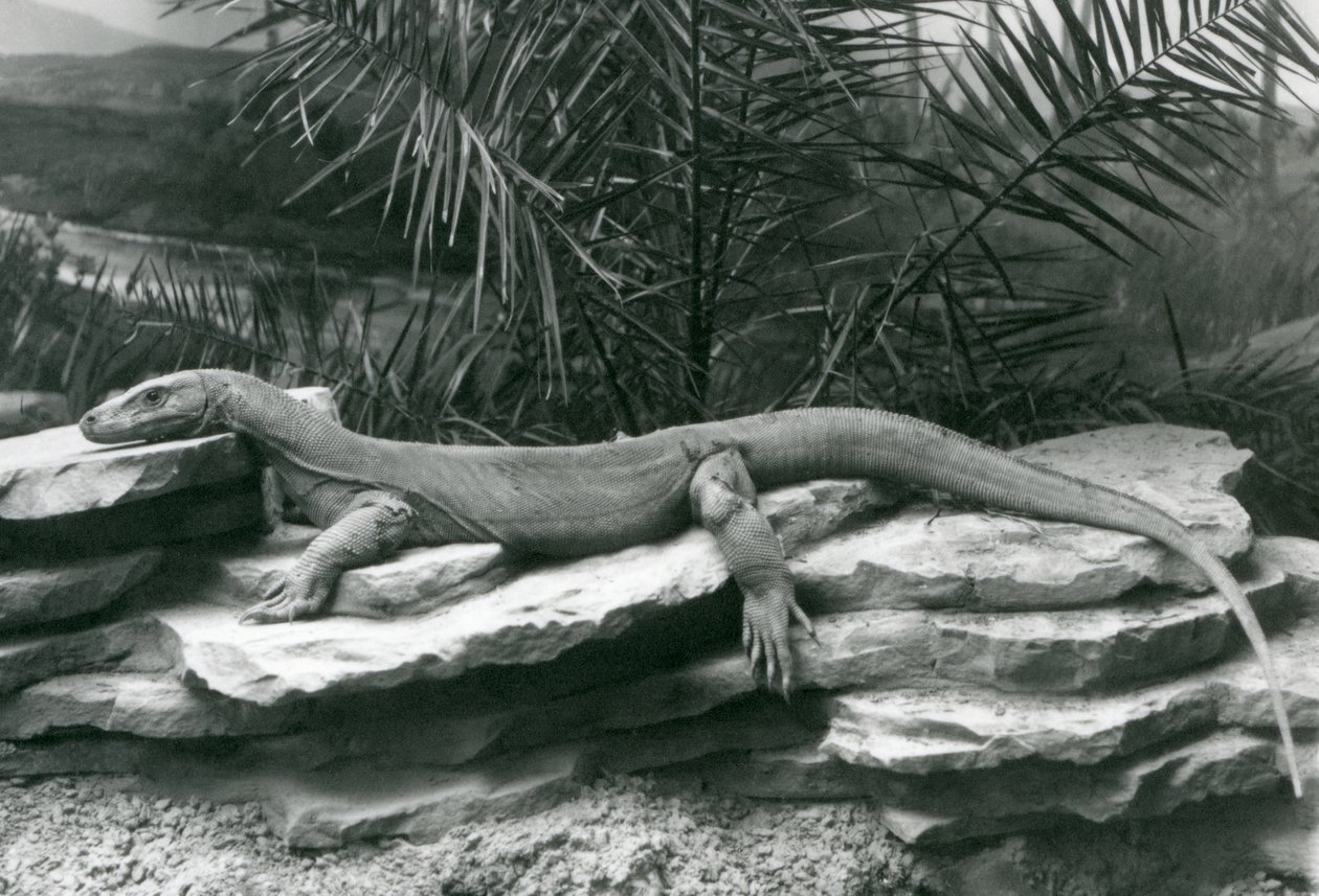 Un drago di Komodo che riposa su un muro roccioso allo Zoo di Londra nel 1927 da Frederick William Bond