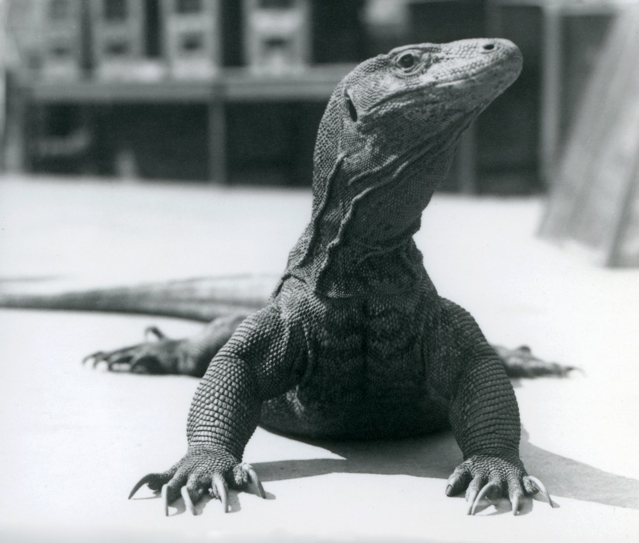 Un drago di Komodo allo Zoo di Londra, agosto 1928 da Frederick William Bond