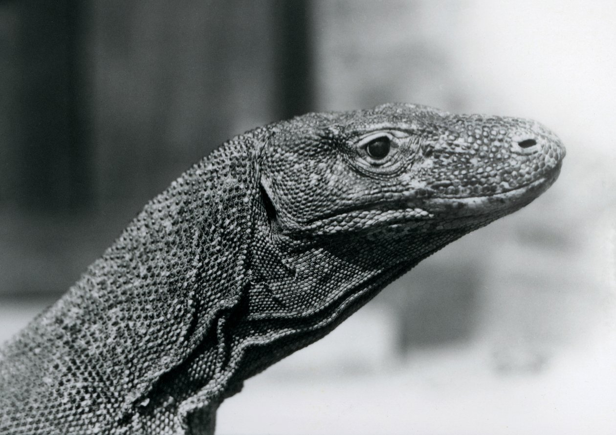 Un Drago di Komodo al London Zoo nell
