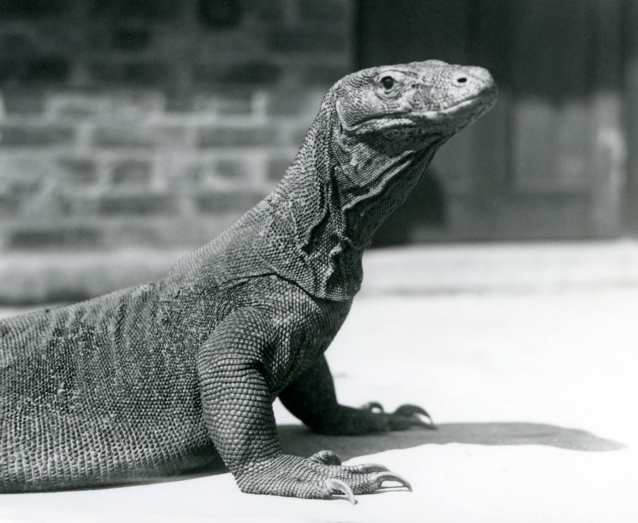 Un drago di Komodo allo zoo di Londra, agosto 1928 da Frederick William Bond