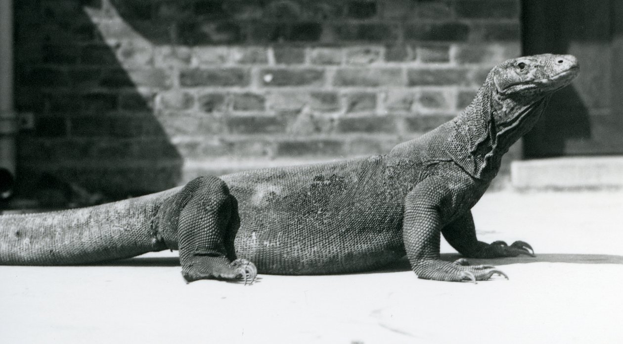 Un drago di Komodo allo zoo di Londra, agosto 1928 da Frederick William Bond