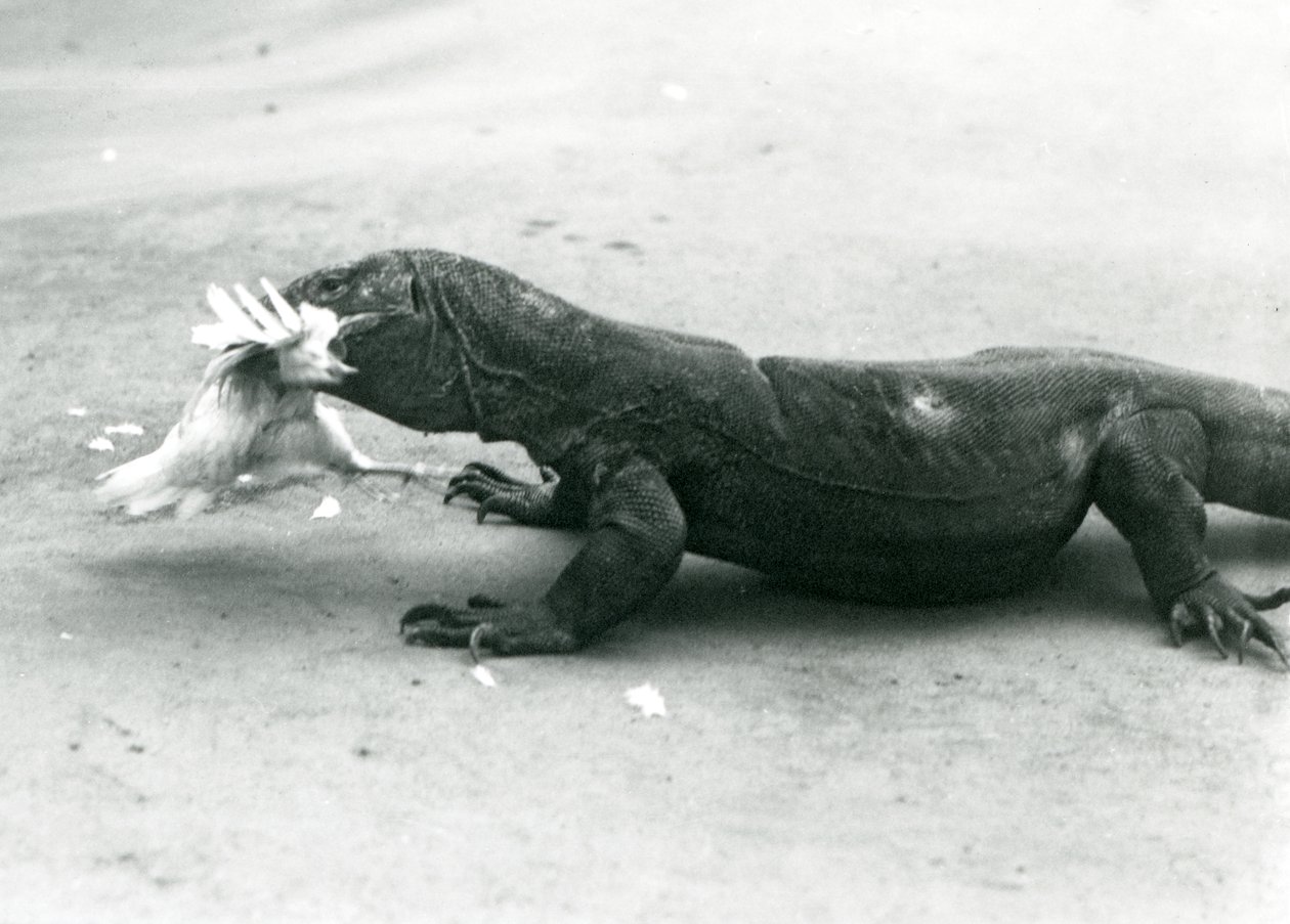 Un drago di Komodo che mangia un pollo, Zoo di Londra da Frederick William Bond