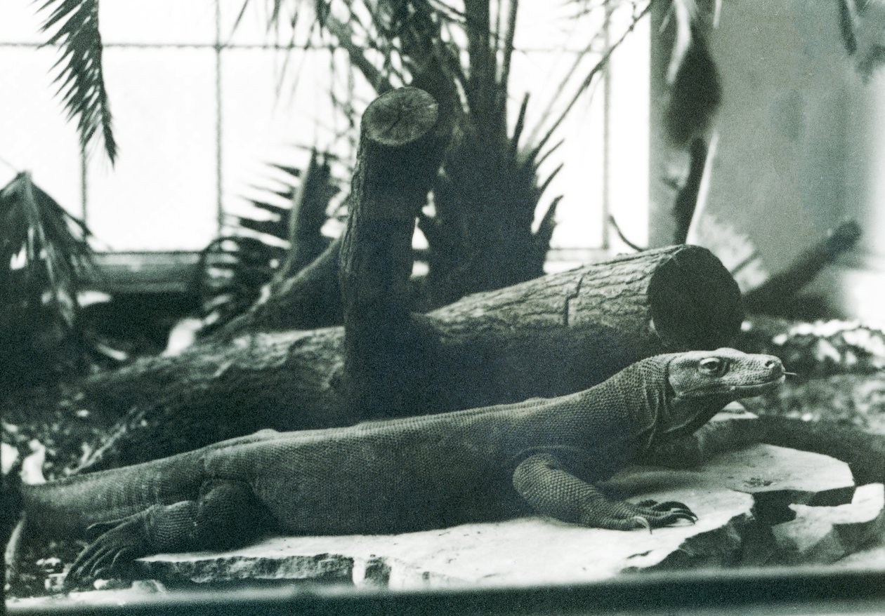 Un drago di Komodo nella Casa dei Rettili allo Zoo di Londra, agosto 1928 da Frederick William Bond