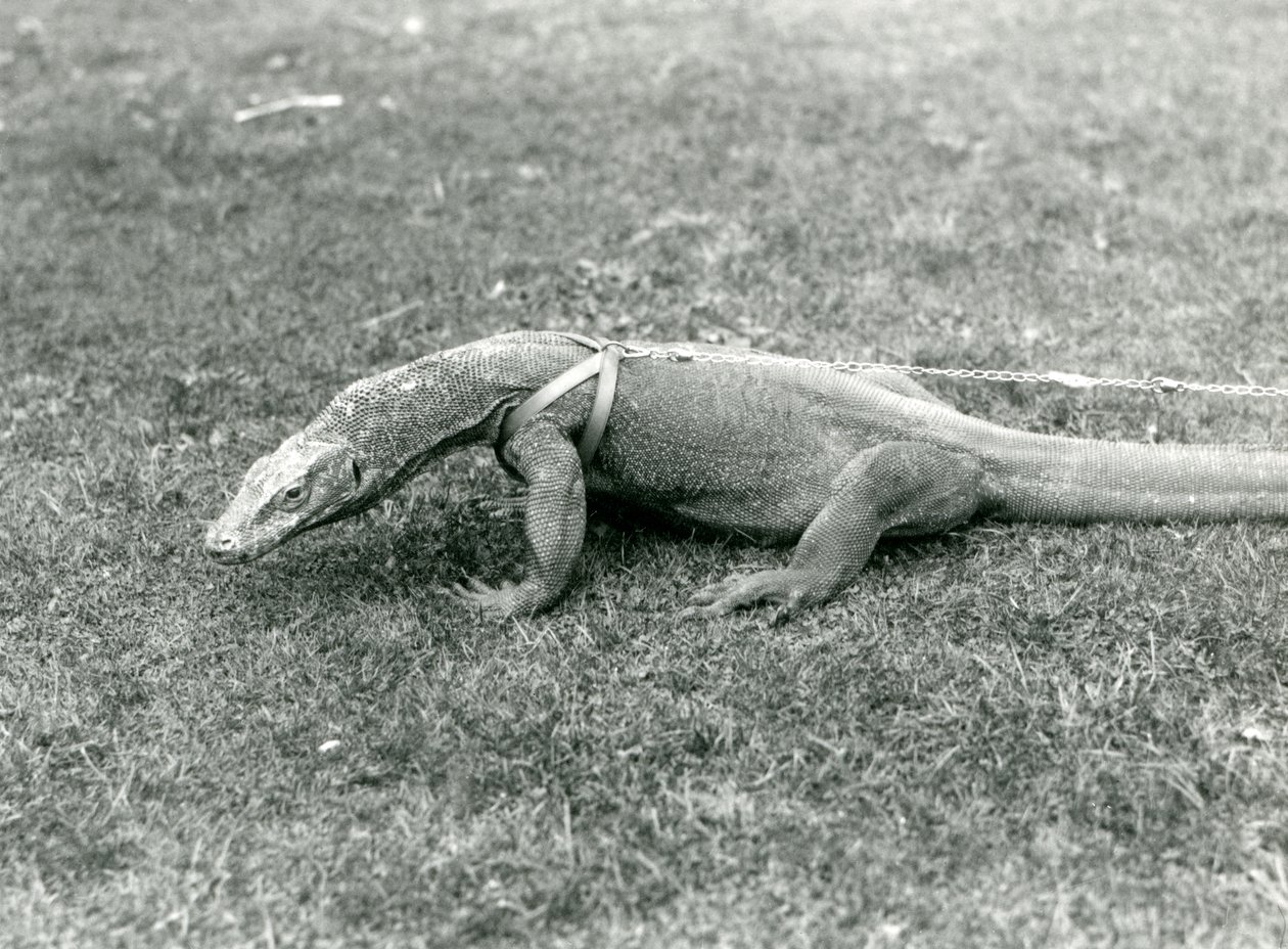 Un Drago di Komodo a passeggio su un prato, con imbracatura e guinzaglio da Frederick William Bond