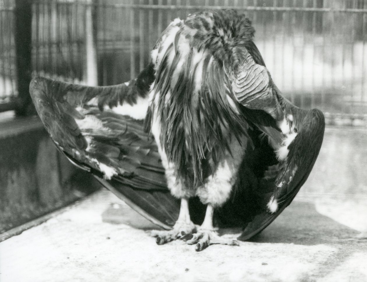 Un Avvoltoio faccia di lappone in piedi sul pavimento del suo recinto, che si pulisce le piume delle ali, Zoo di Londra da Frederick William Bond