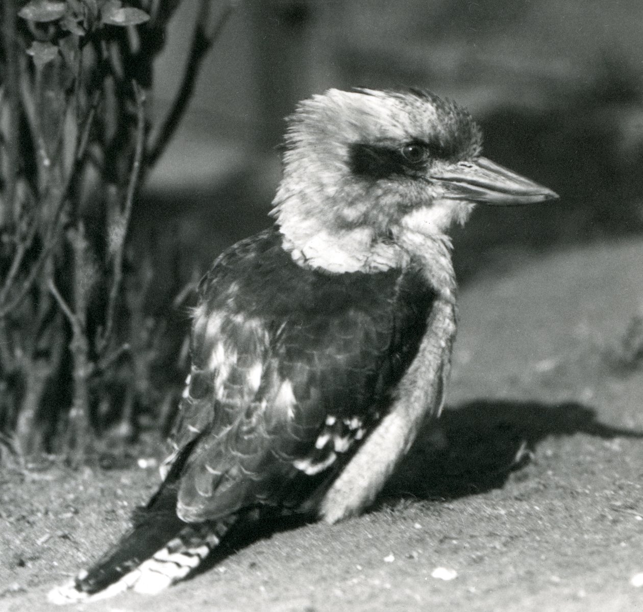 Un kookaburra che ride allo zoo di Londra nell