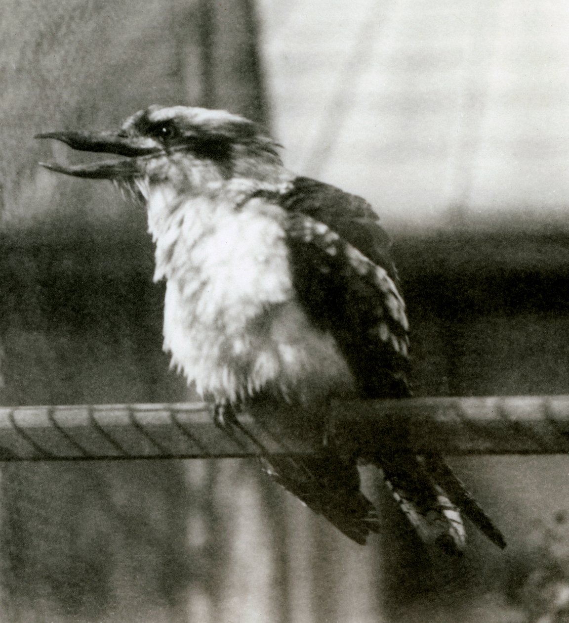 Un kookaburra ridente allo Zoo di Londra nell