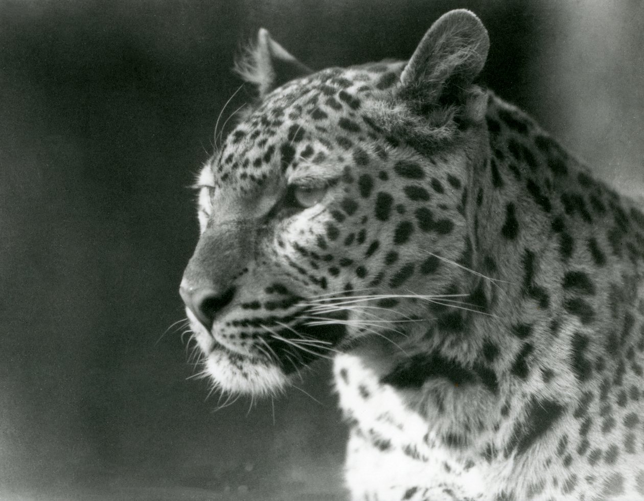 Un leopardo allo zoo di Londra nel 1930 da Frederick William Bond