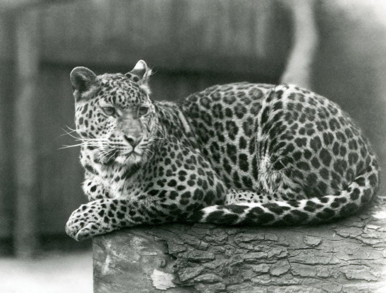 Un leopardo che riposa su un tronco allo zoo di Londra nel 1929 (foto in b/n) da Frederick William Bond