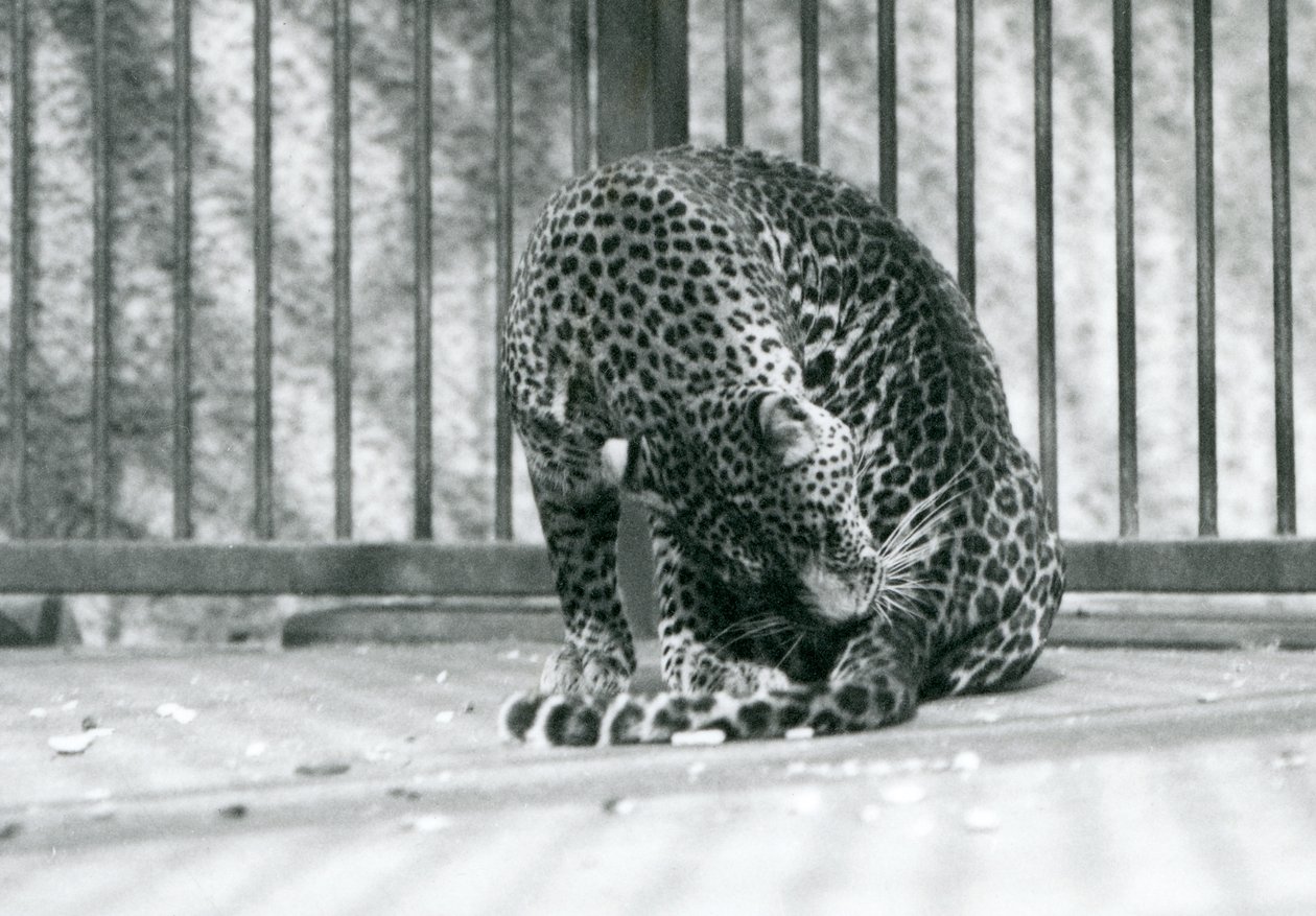 Un leopardo seduto nel suo recinto che si pulisce la zampa, Zoo di Londra, 1927 da Frederick William Bond