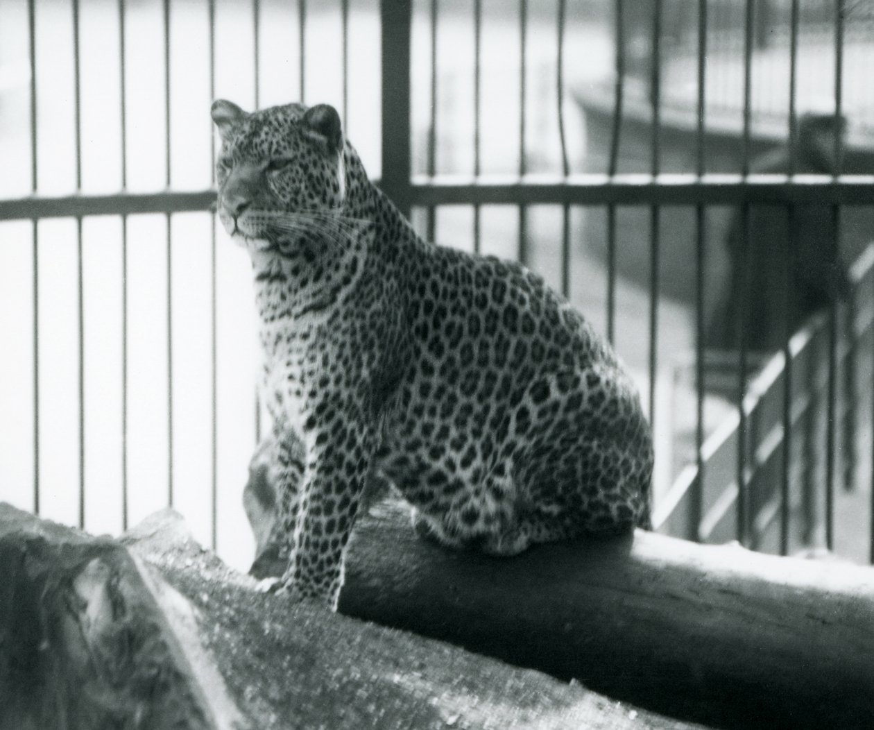 Un leopardo seduto su un tronco nel suo recinto allo Zoo di Londra, settembre 1925 da Frederick William Bond