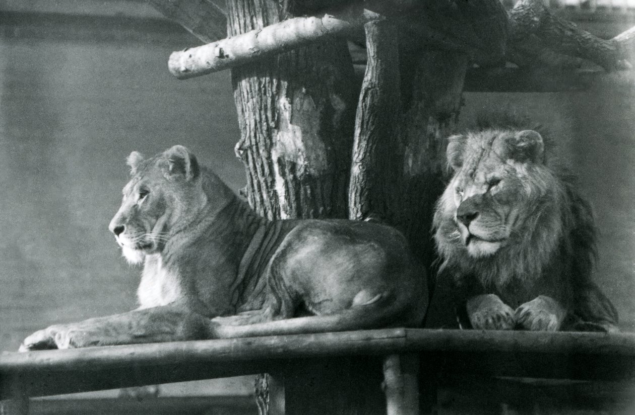Un leone e una leonessa che riposano su una piattaforma alta, nel loro recinto, Zoo di Londra nel 1929 da Frederick William Bond