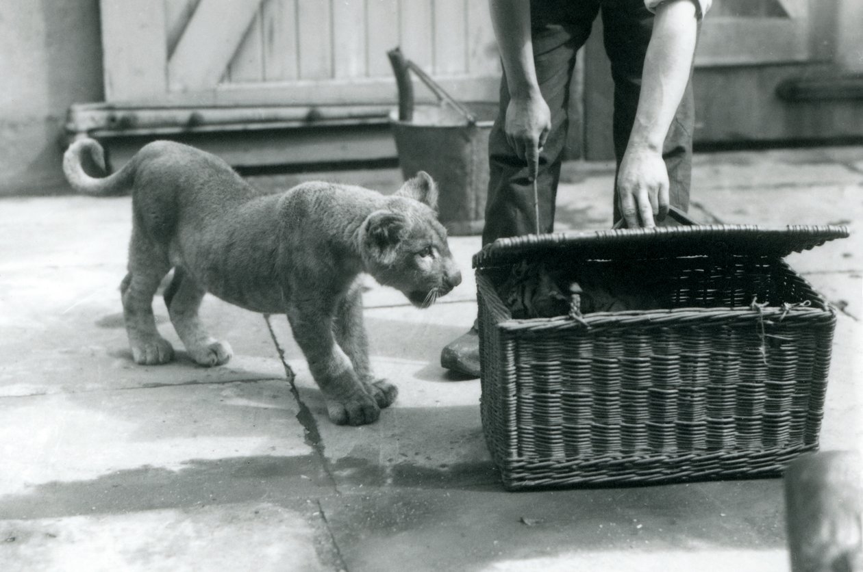 Un cucciolo di leone che guarda un cucciolo di tigre in un cesto di vimini, che un custode sta aprendo, Zoo di Londra, settembre 1925 da Frederick William Bond