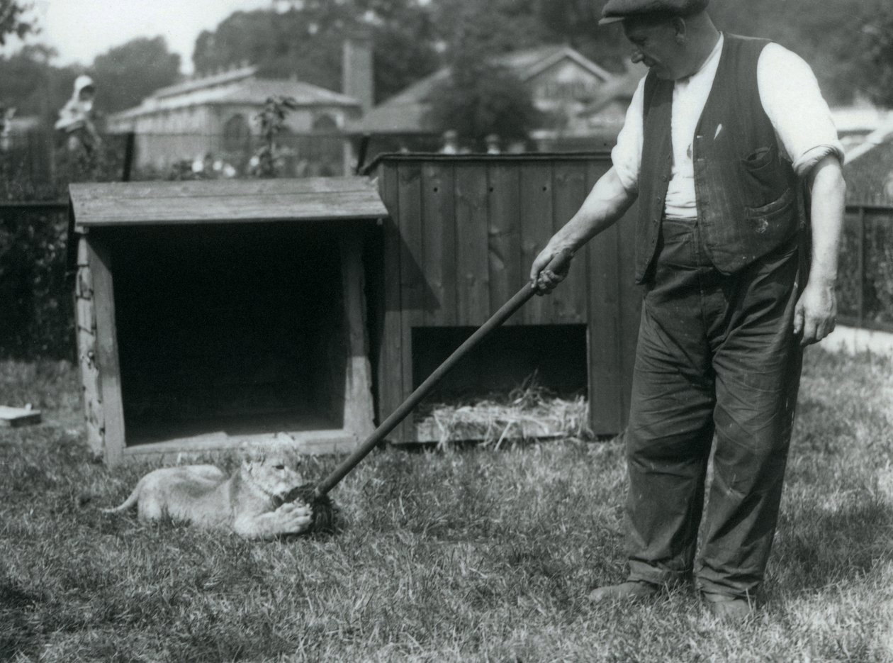 Un cucciolo di leone che gioca con un mocio, tenuto dal suo custode, sull