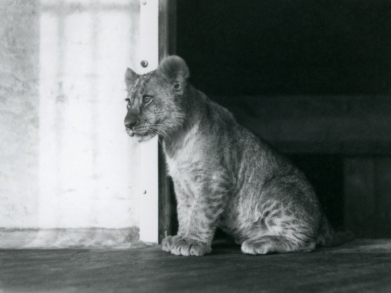 Un cucciolo di Leone seduto sul pavimento allo Zoo di Londra nel 1930 da Frederick William Bond