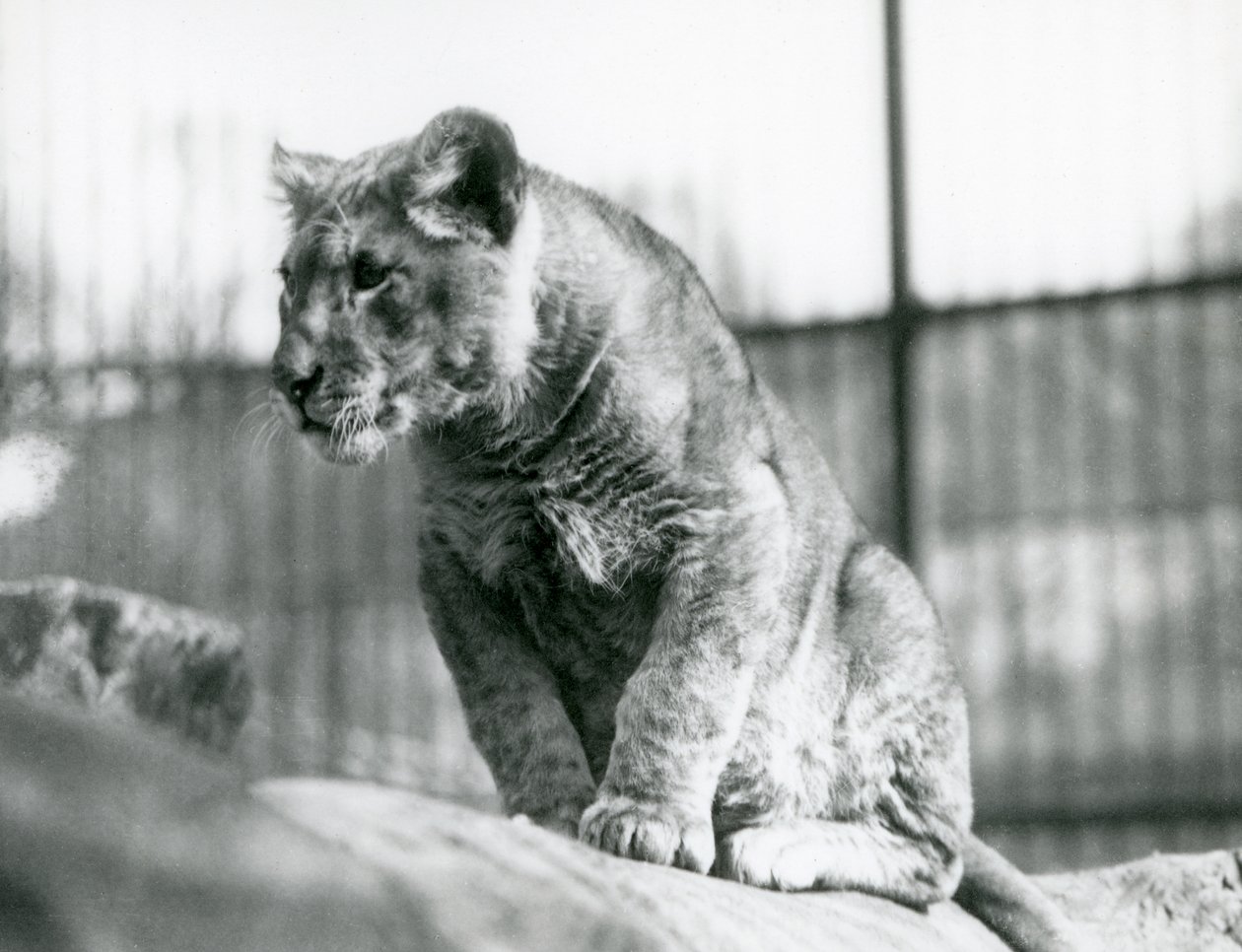 Un cucciolo di leone, nato nella menagerie nel luglio 1923, Zoo di Londra, luglio 1924 da Frederick William Bond