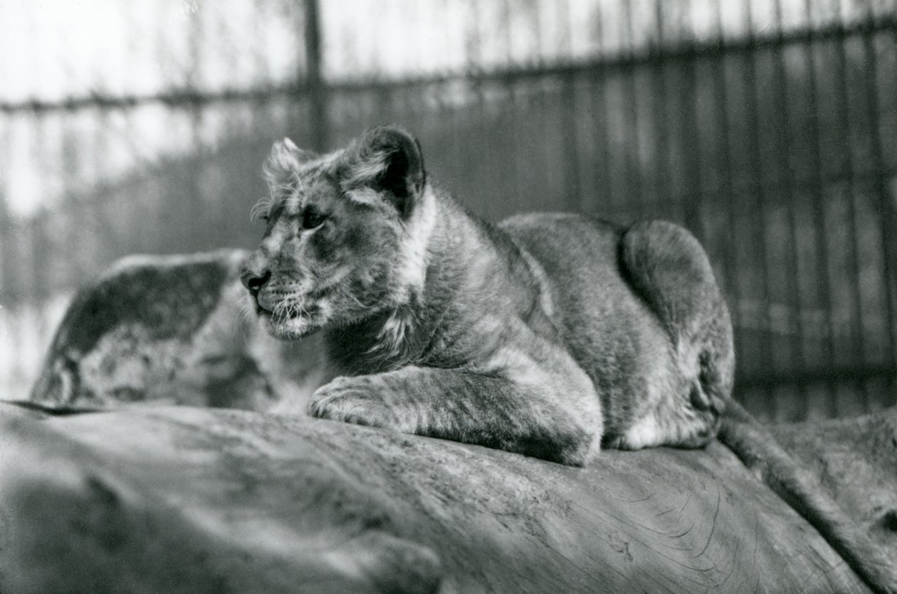 Un cucciolo di leone, nato nella menagerie nel luglio 1923, Zoo di Londra, luglio 1924 da Frederick William Bond