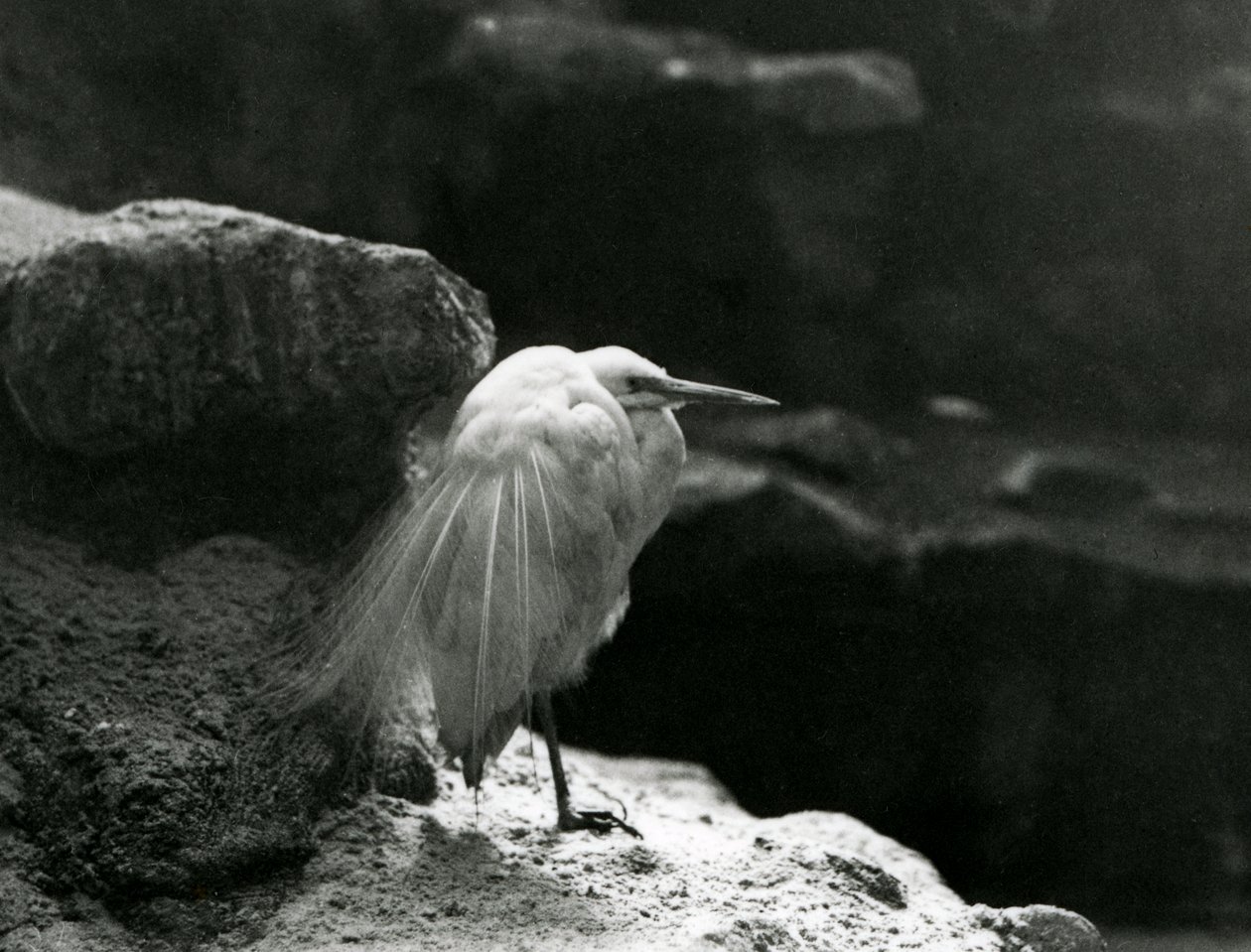 Un Airone bianco minore che riposa tra le rocce allo Zoo di Londra nel 1930 (foto b/n) da Frederick William Bond