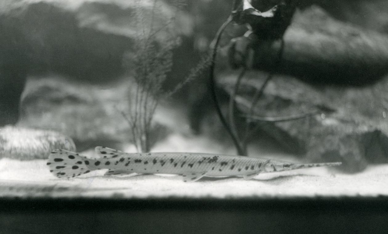Un pesce ago, Zoo di Londra, 1924 da Frederick William Bond