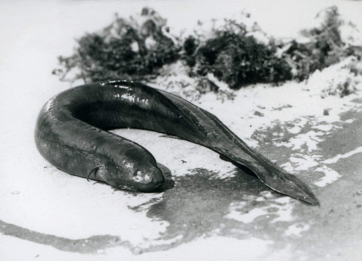 Un pesce polmonato che riposa fuori dall