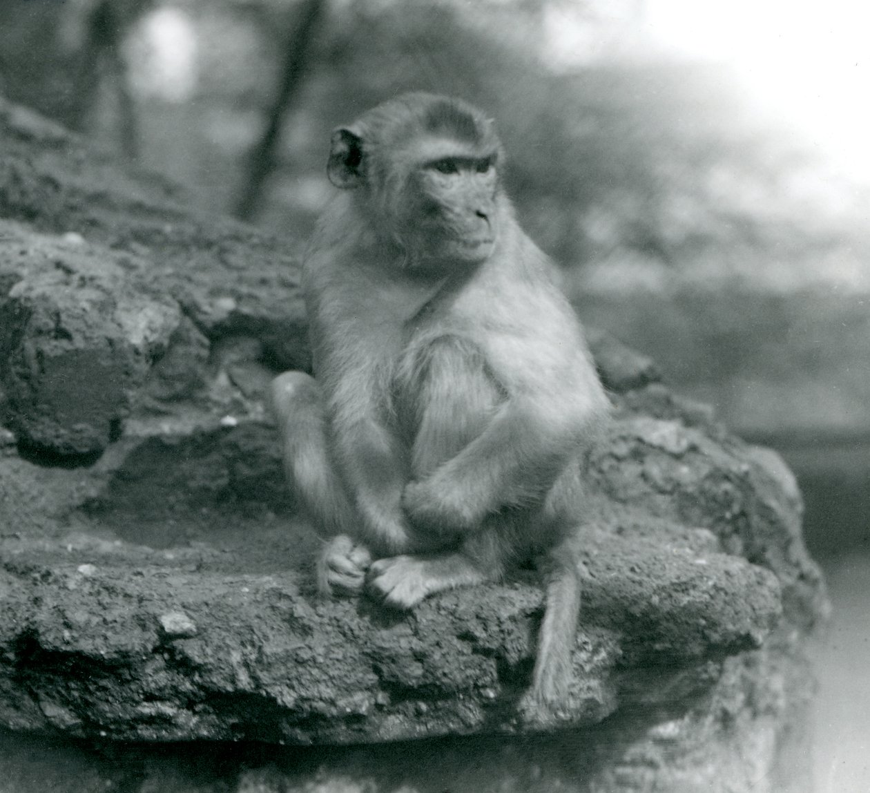 Un macaco seduto su una roccia allo Zoo di Londra nel 1924 da Frederick William Bond