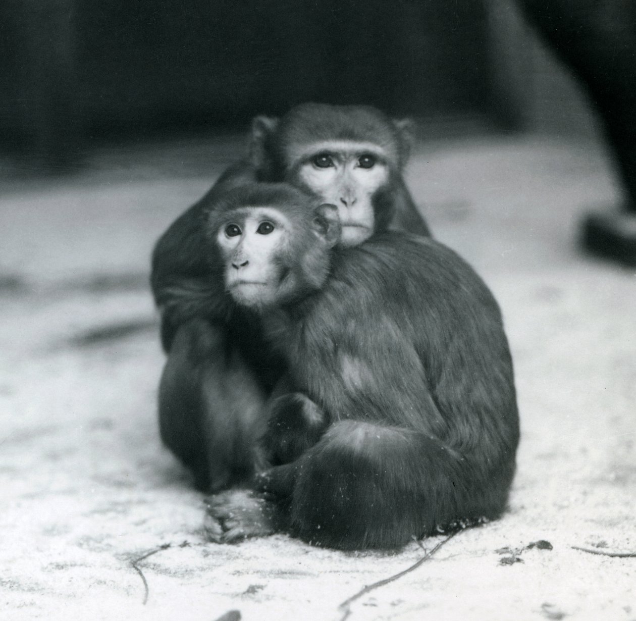 Una Macaca con il suo cucciolo seduti insieme sul pavimento del loro recinto, Zoo di Londra da Frederick William Bond