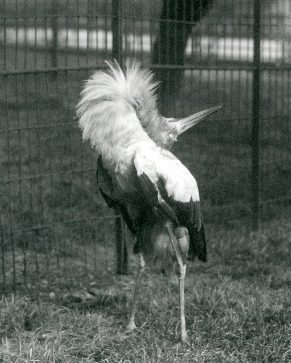 Una cicogna maguari che esegue la danza su e giù, Zoo di Londra, luglio 1925 da Frederick William Bond