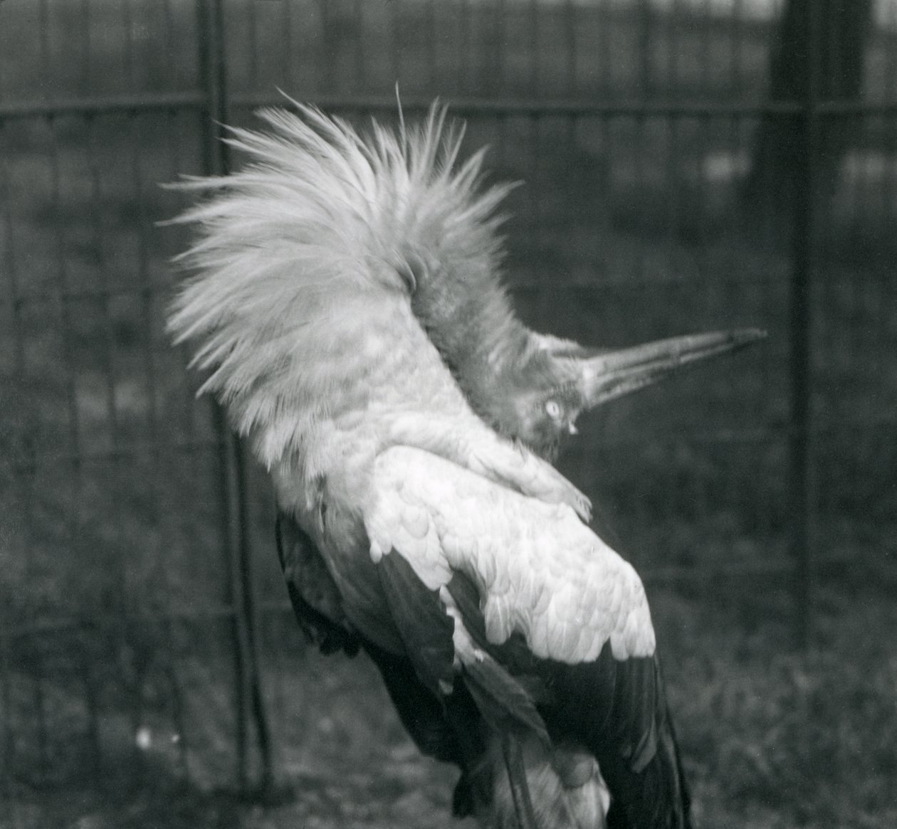 Una cicogna maguari che esegue la danza su e giù, Zoo di Londra, luglio 1925 da Frederick William Bond
