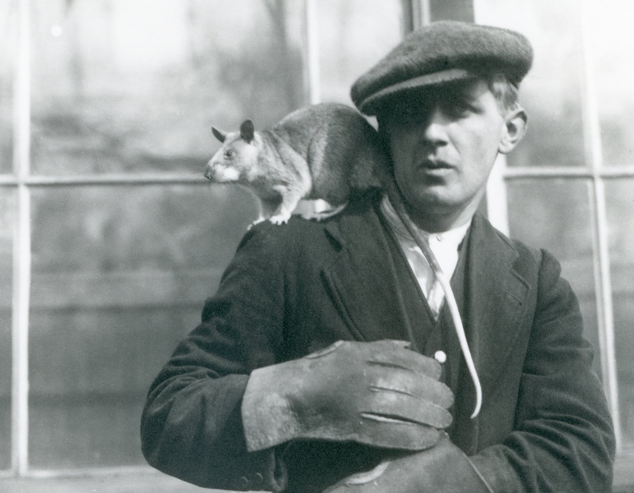 Un ratto gigante malgascio seduto sulla spalla del suo custode, Zoo di Londra da Frederick William Bond