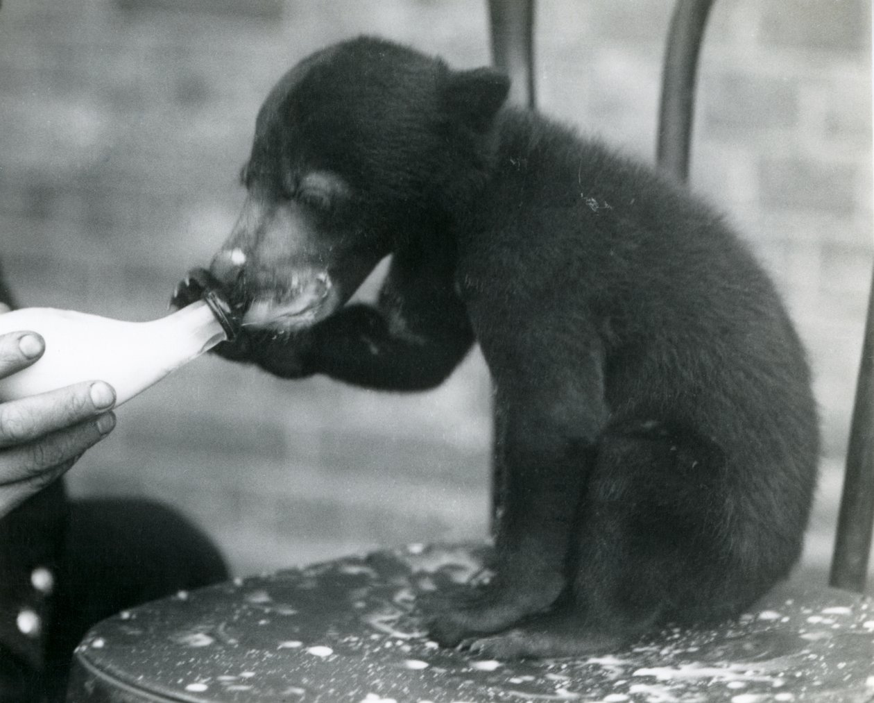 Un cucciolo di orso malese o del sole seduto su una sedia mentre viene allattato con il biberon dal suo custode allo Zoo di Londra, anni 1920 da Frederick William Bond
