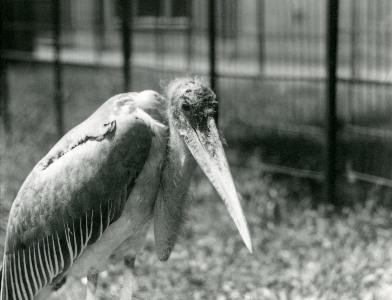 Un marabù che sta nel suo recinto allo Zoo di Londra nel settembre 1928 da Frederick William Bond