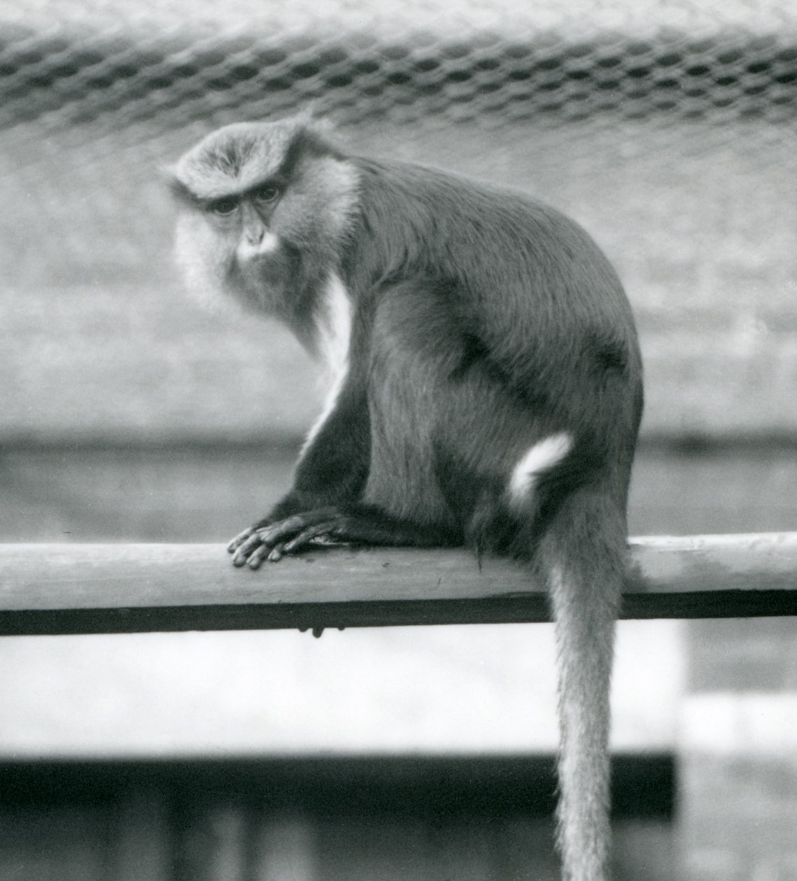 Una scimmia Mona seduta su un palo orizzontale nel suo recinto allo Zoo di Londra, settembre 1925 da Frederick William Bond