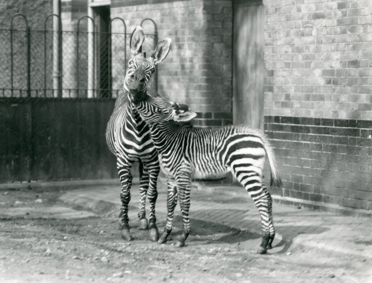 Una zebra di montagna e il suo puledro allo Zoo di Londra nel 1929 (foto in bianco e nero) da Frederick William Bond