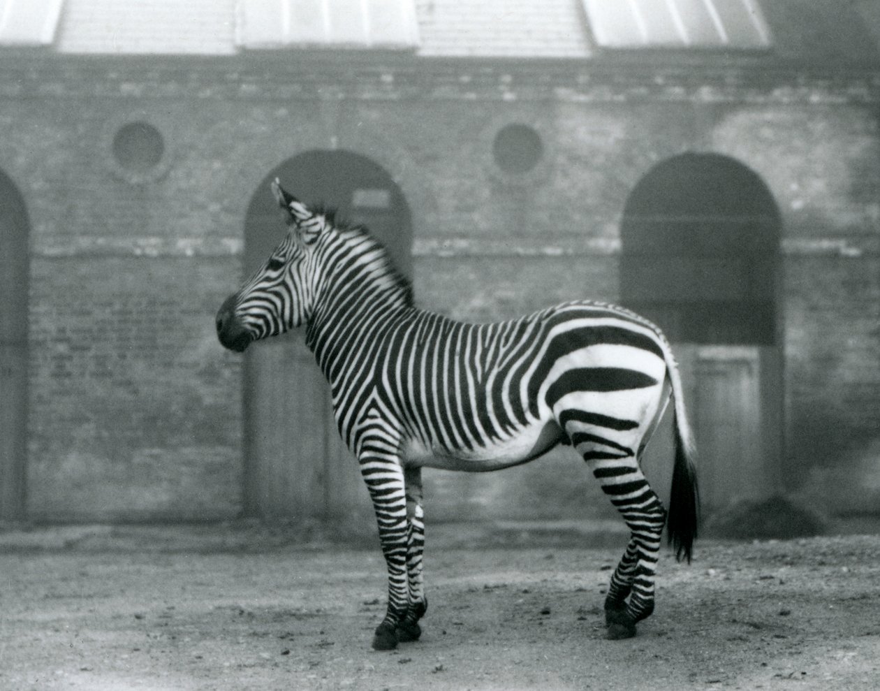 Una zebra di montagna che sta nel suo recinto, davanti alle alte porte della Casa delle Giraffe allo Zoo di Londra nel 1927 da Frederick William Bond