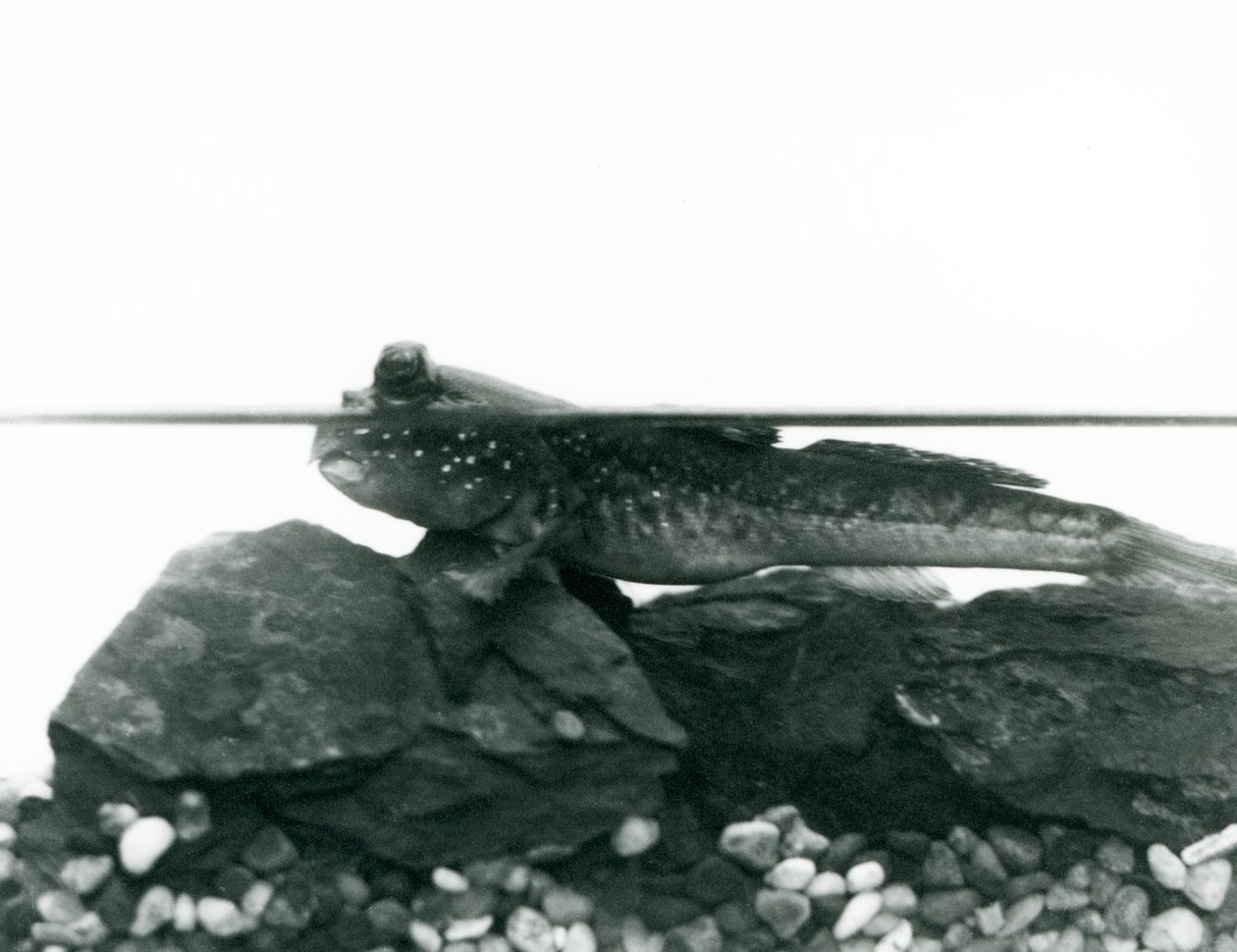Un pesce saltafango, riposando su rocce sommerse, con gli occhi sopra l