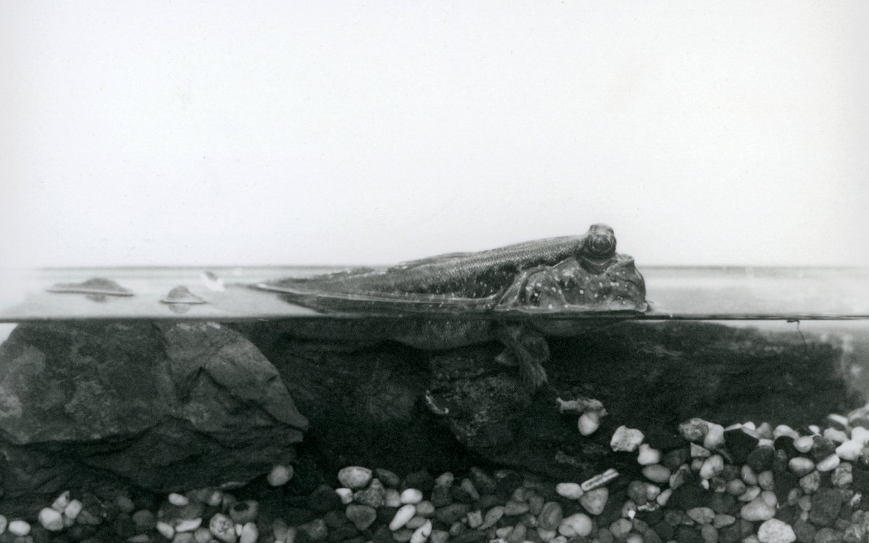 Un pesce saltatore, riposando su rocce sommerse, con la metà superiore del corpo sopra l