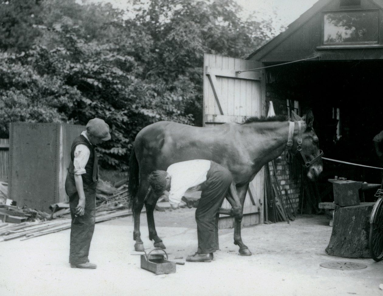 Un mulo ferrato allo Zoo di Londra nel 1924 da Frederick William Bond