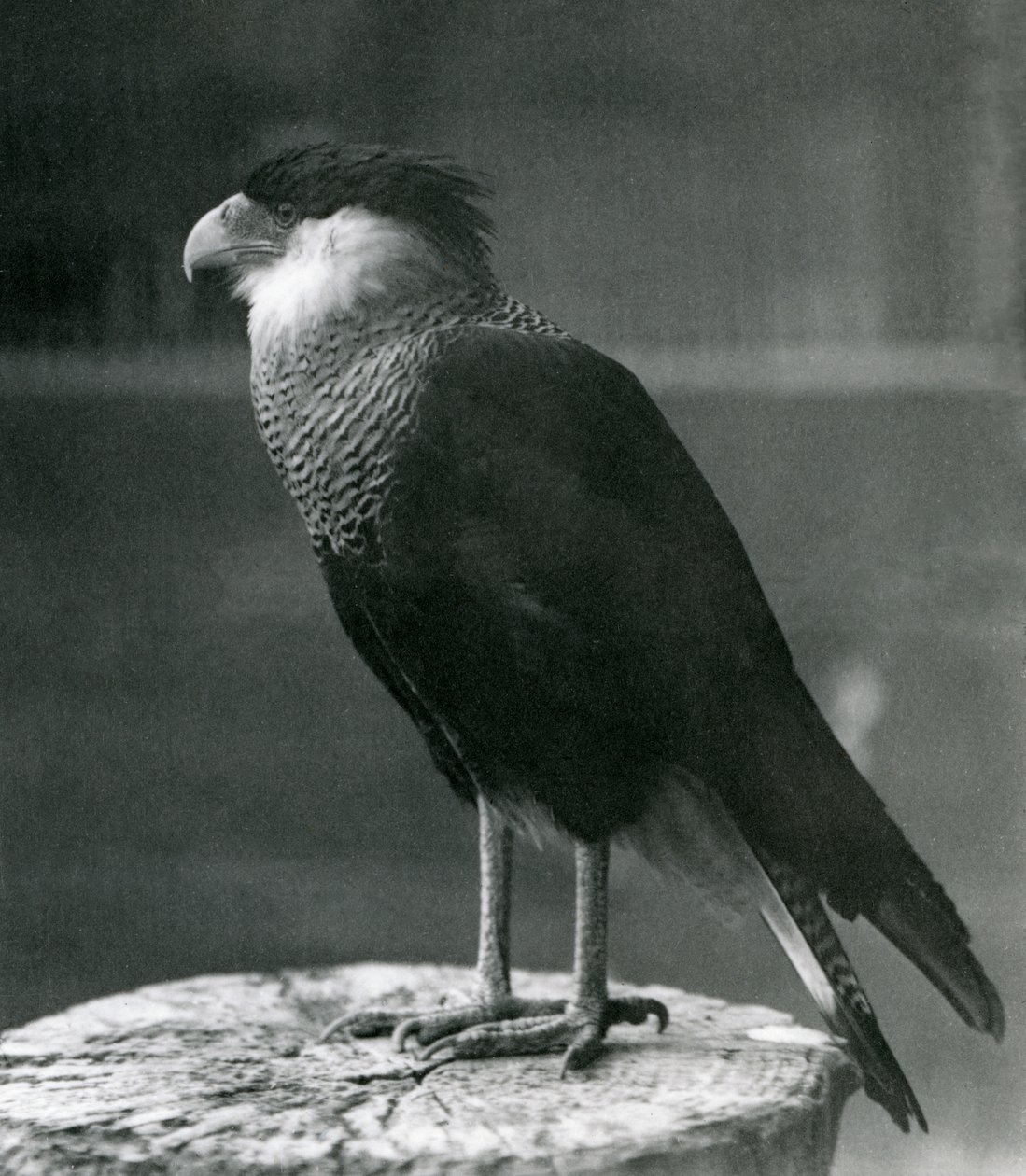 Un caracara crestato settentrionale allo Zoo di Londra, prima del 1930 da Frederick William Bond