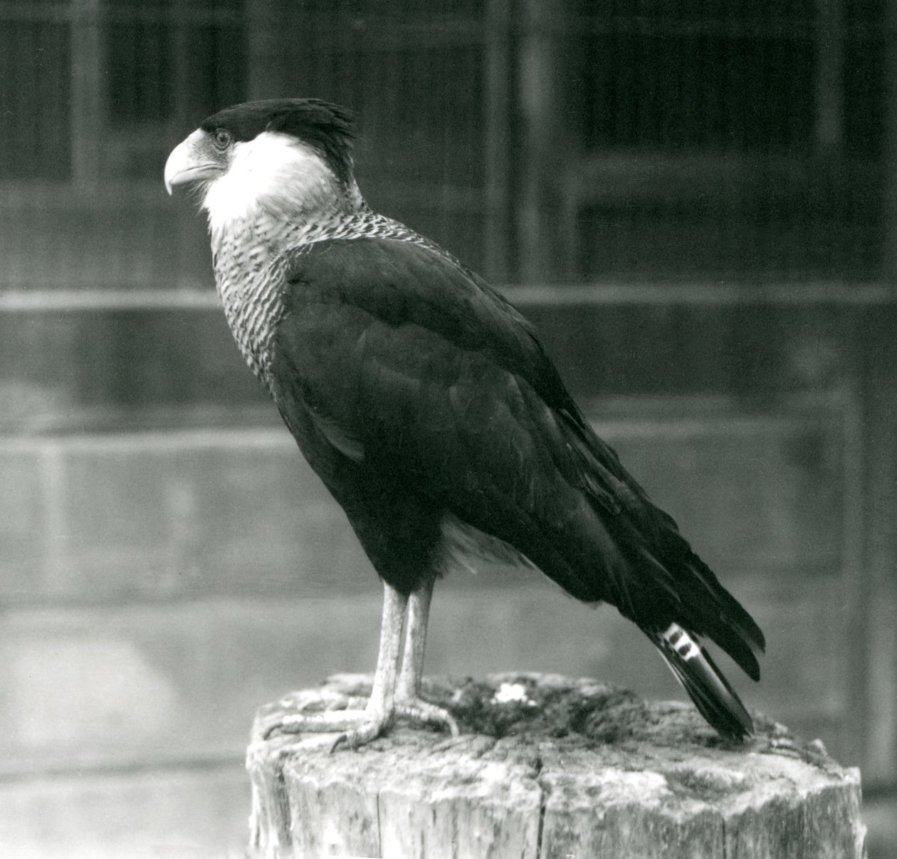 Un caracara crestato settentrionale su un tronco allo Zoo di Londra, settembre 1925 da Frederick William Bond