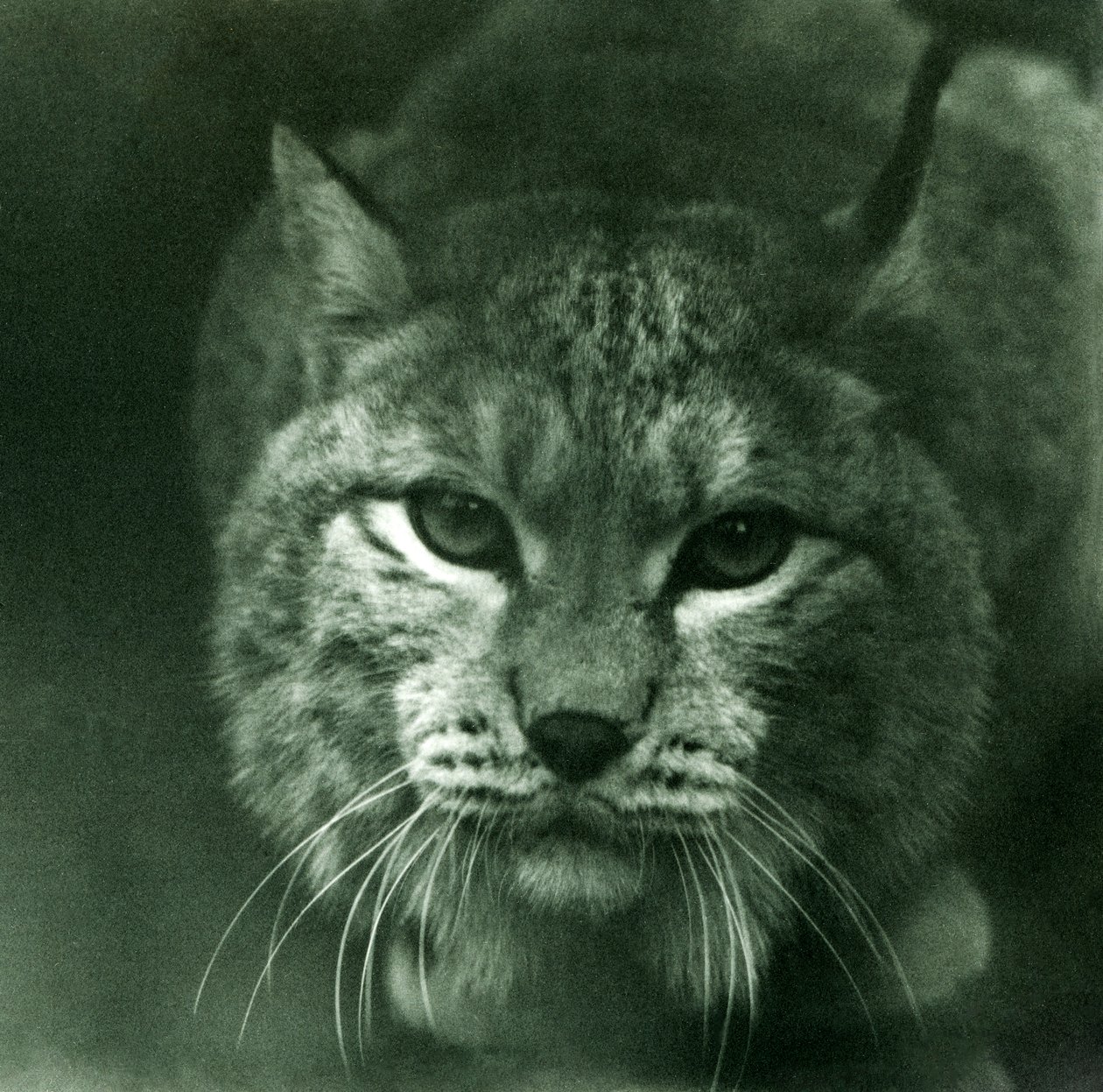 Una lince del nord, Zoo di Londra, febbraio 1925 da Frederick William Bond