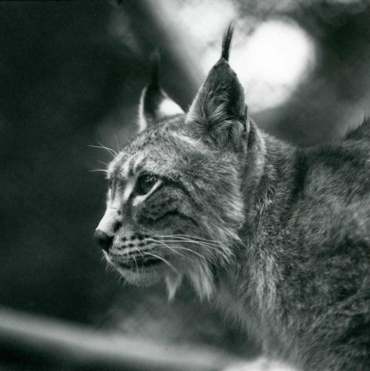 Lince del Nord allo Zoo di Londra, luglio 1925 da Frederick William Bond