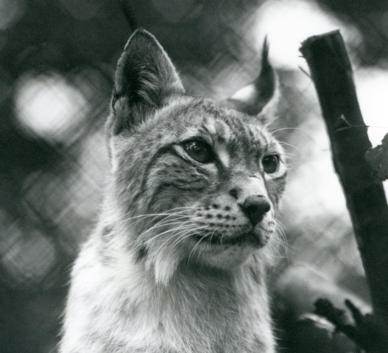 Lince del Nord allo Zoo di Londra, luglio 1925 da Frederick William Bond