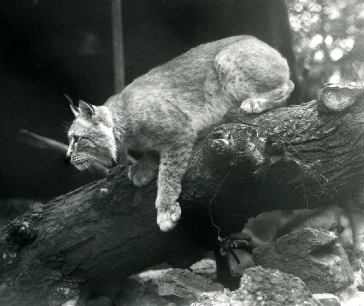 Una lince del nord che si sporge da un ramo, Zoo di Londra, ottobre 1925 da Frederick William Bond