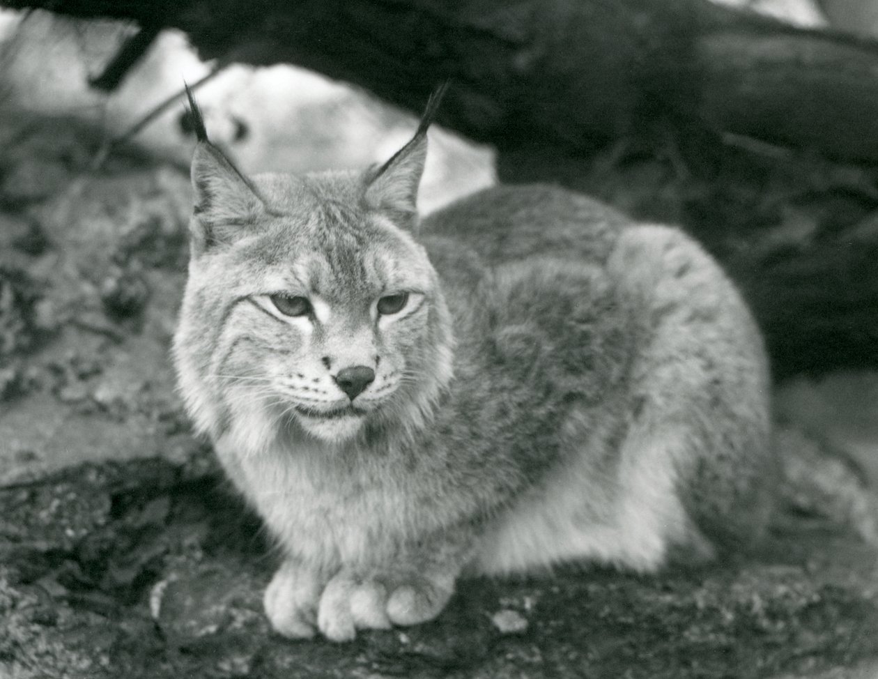 Una lince del nord seduta su una roccia, Zoo di Londra, ottobre 1925 da Frederick William Bond