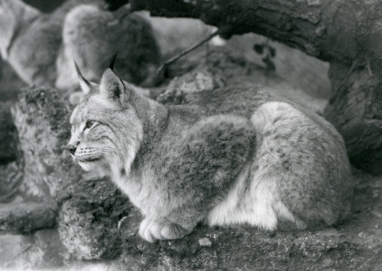 Una lince del nord seduta su una roccia, Zoo di Londra, ottobre 1925 da Frederick William Bond
