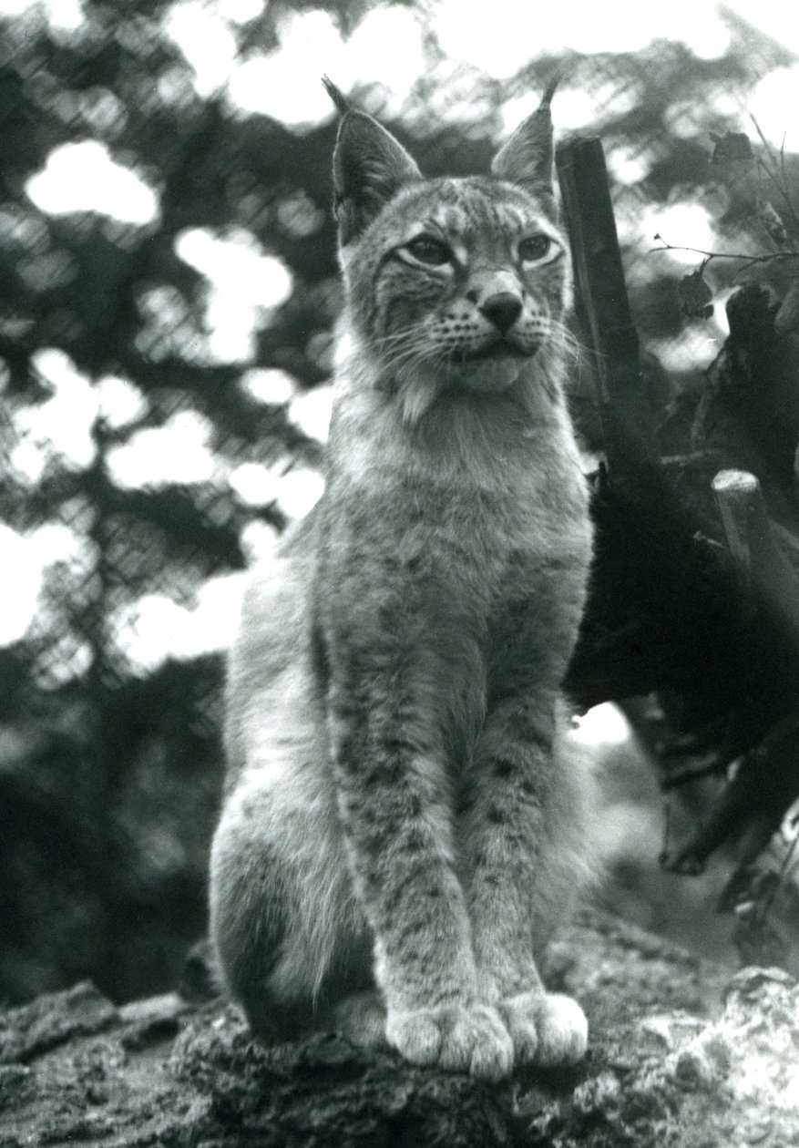 Una lince del nord seduta allo Zoo di Londra, luglio 1925 da Frederick William Bond
