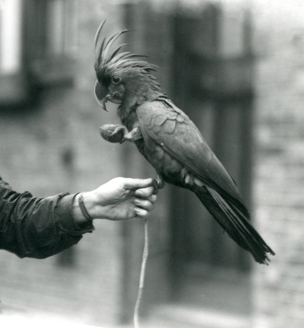 Un PalmGoliathGreat Black Cockatoo che si aggrappa al dito di un custode con un piede e tiene un dolcetto a forma di uovo nell